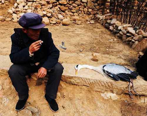 一只逝去的苍鹭