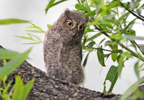 山西黎城 东方角鴞