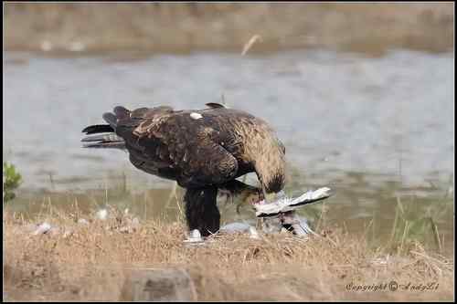 白肩鵰說…今日反嘴造早飯!!