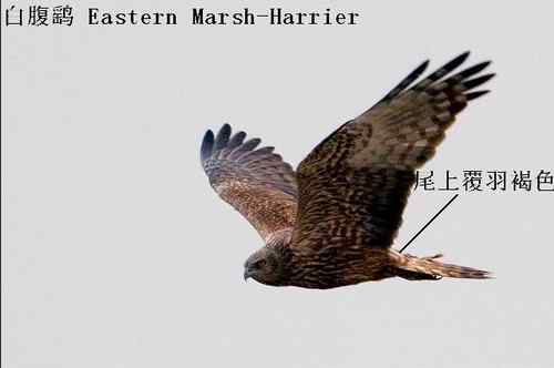 鹞的识别（归纳总结）