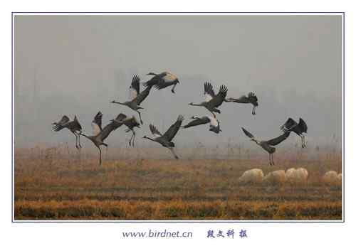 冬天里的灰鹤 清亮持久的叫声