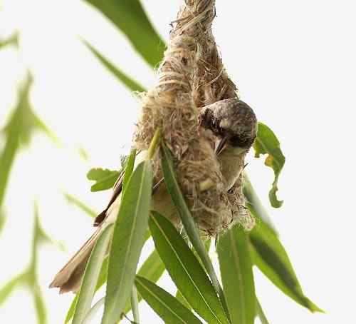 愤怒与感叹：毁坏鸟巢