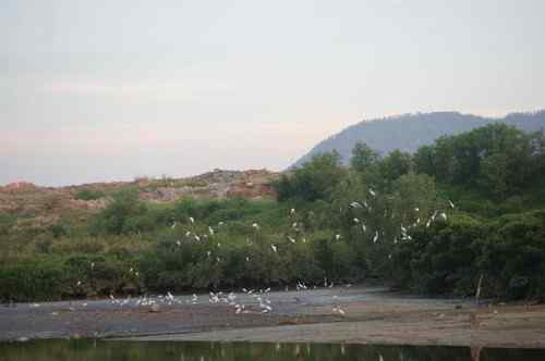 呼吁：珍惜深圳另一个“红树林”