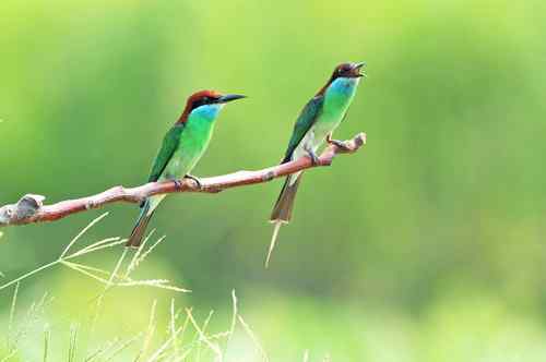 七月的蓝喉蜂虎