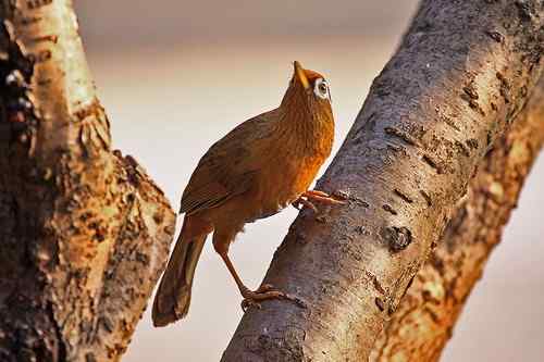 原画幅野生鸟类摄影俱乐部【精美组图】 原画幅野生鸟类摄影俱乐部【精美组图】