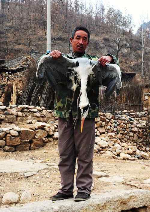 一只逝去的苍鹭