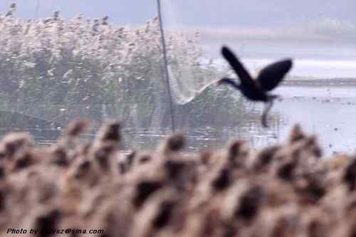 海丰大湖的紫水鸡保护环境堪忧