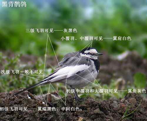 几种鹡鸰的辨别 几种鹡鸰的辨别