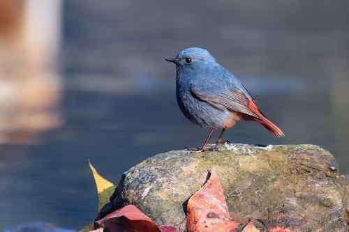 蓝色的鸟儿——红尾水鸲