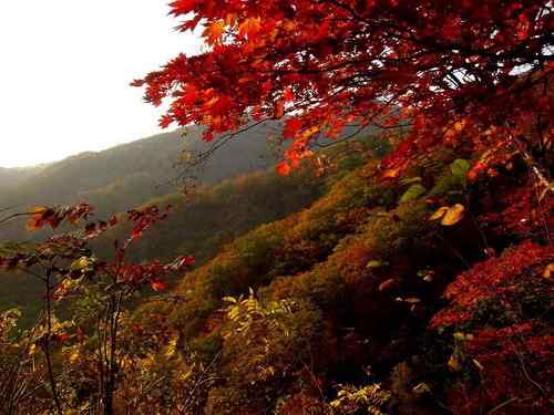 看看我长白山里的“宝贝”