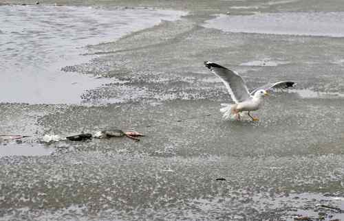 这是他杀？还是自杀？