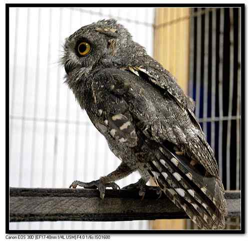 大连鸟人：今天救的小小鸟(角鸮)