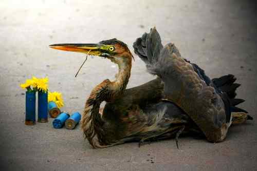 【气愤】被子弹打断翅膀的苍鹭