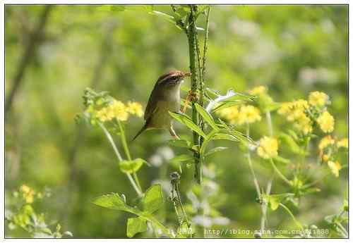 请帮助辨别这些柳鶑