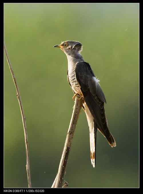 是大杜鹃还是中杜鹃