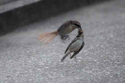 红尾伯劳 捕雀记