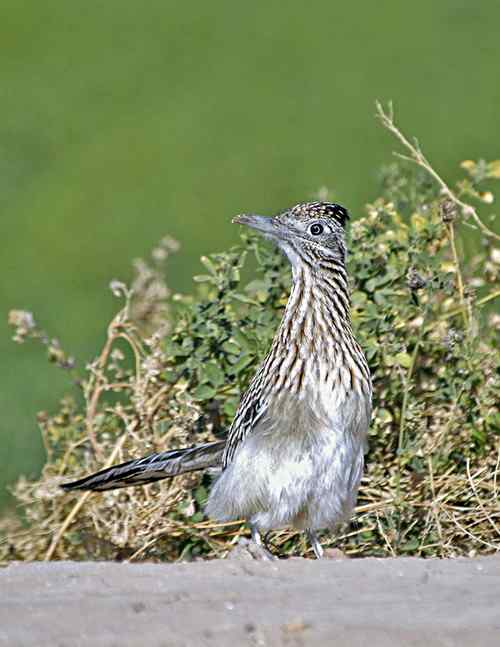 美国普通走鹃 Greater Roadrunner