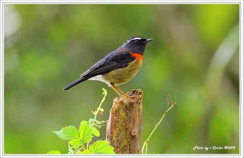 阿里山鴝(栗背林鸲)的祝福