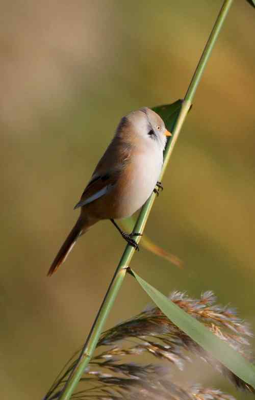 久久心仪的文须雀（续）