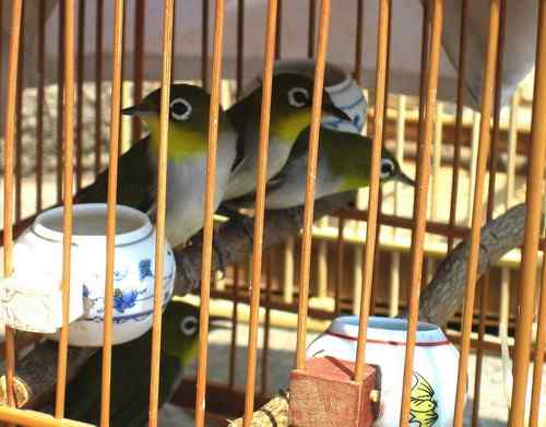 这些年干的这些（护鸟爱鸟）事