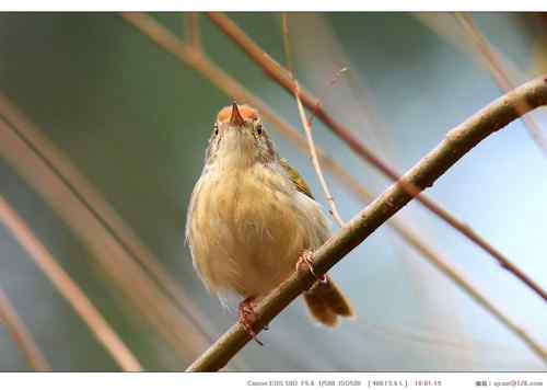 广东人观鸟散记