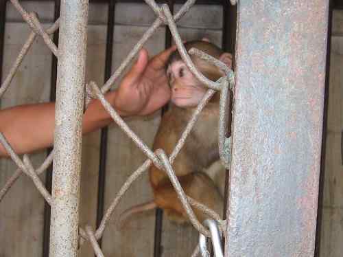 这些年干的这些(护鸟爱鸟)事 这些年干的这些(护鸟爱鸟)事