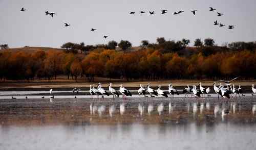 向海湿地内准备迁徙的白鹳