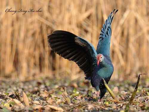 2010紫水鸡 重庆咔嚓作品