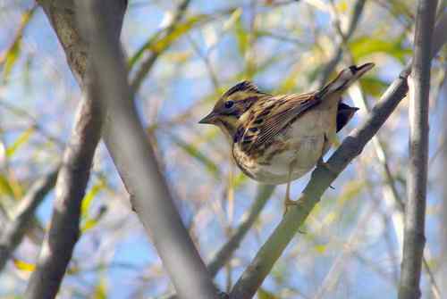 这是什么巫鸟？