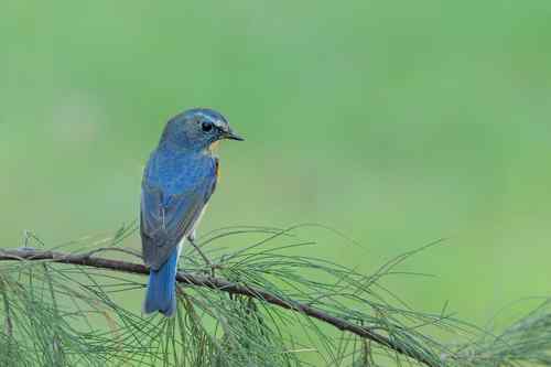 匆匆過客 台湾候鸟