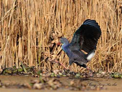 2010紫水鸡 重庆咔嚓作品