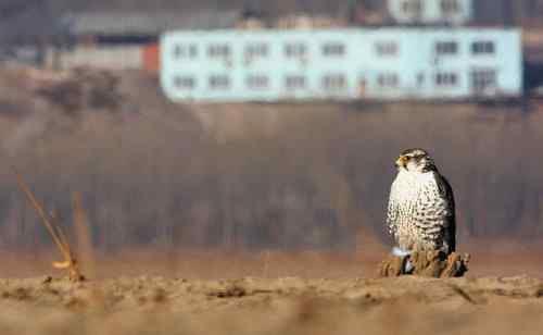 熬鹰乎？熬人乎！