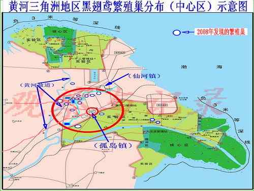 黄河三角洲的黑翅鸢 黄河三角洲的黑翅鸢
