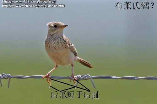 理氏鹨、田鹨还是布莱氏鹨的鸟类识别？