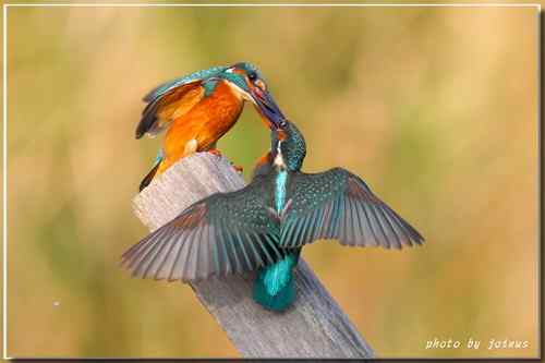 上天掉下來的禮物