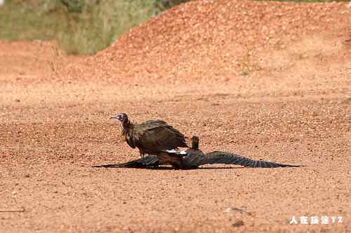 趴着的头巾兀鹫