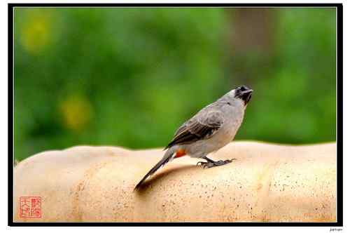 白喉红臀鹎还是黑头鹎？