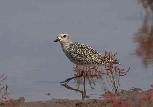 请教：金斑鸻还是灰鸻