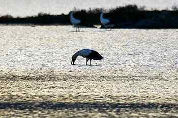 东方白鹳的致死 水质污染还是人为下毒? 东方白鹳的致死 水质污染还是人为下毒?