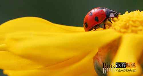 冰客的昆虫世界作品