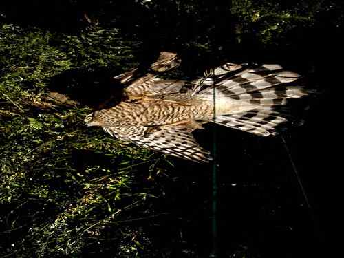 大连旅顺老铁山：发一组鸟友救鸟的照片