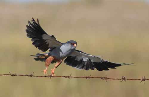 阿穆尔隼偏爱水泥桩