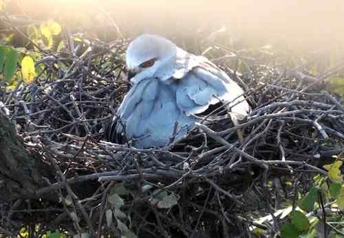 艰难生存的黑翅鸢