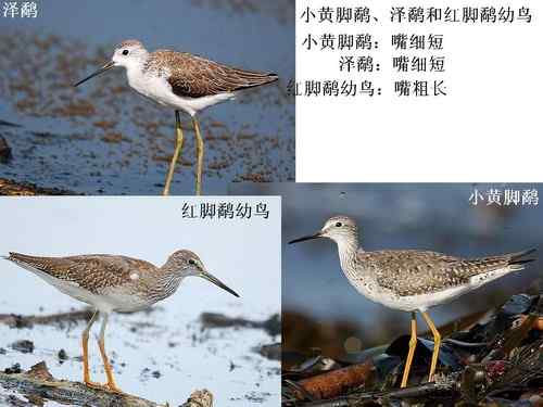 请各位鸟友注意小黄脚鹬