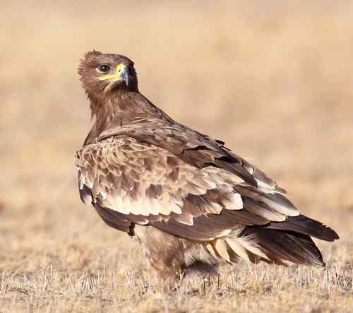 达里诺尔的国庆节：猛禽满天满地