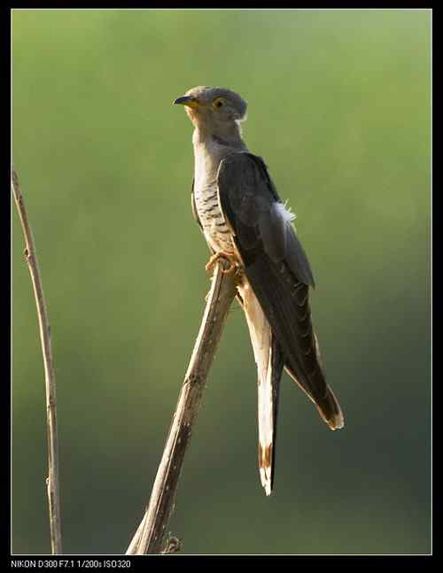 是大杜鹃还是中杜鹃