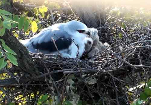 艰难生存的黑翅鸢