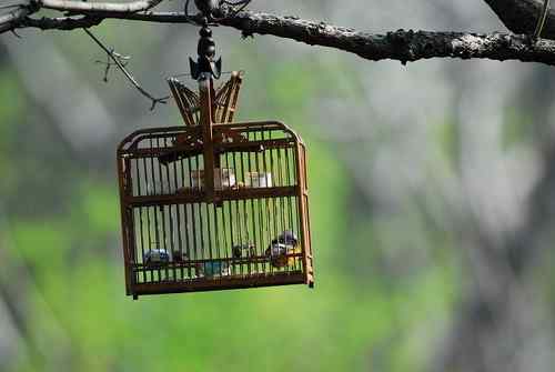 济南泉城公园内有人诱鸟