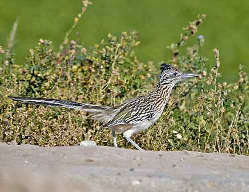 美国普通走鹃 Greater Roadrunner
