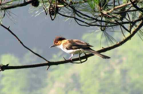 请问鸟名：两只画眉的眉不一样,是同一种鸟吗？